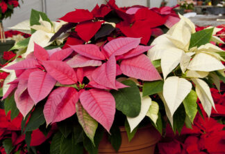 Variety of Poinsettias