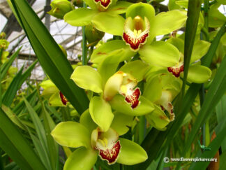 Christmas Orchid