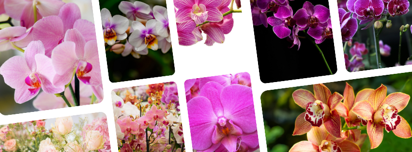 des moines orchids