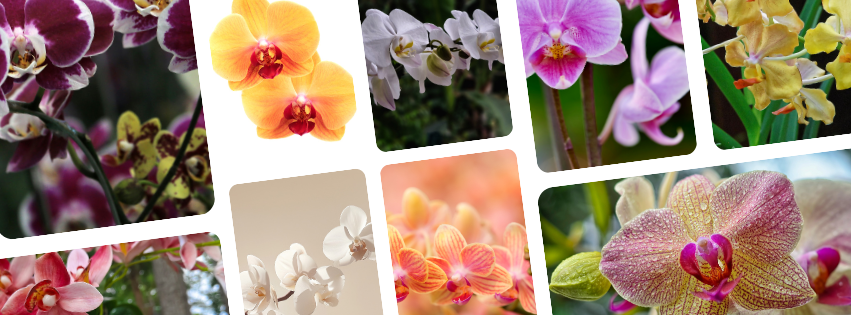 grimes orchids