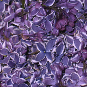Rose, Orchid, Hydrangea, Peony and Lilac Petals