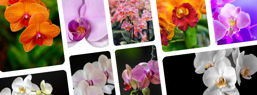 urbandale orchids